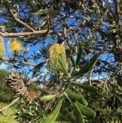 Banksia integrifolia subsp. integrifolia at North Tura - 11 May 2020 01:53 PM