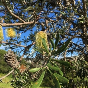 Banksia integrifolia subsp. integrifolia at North Tura - 11 May 2020
