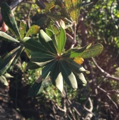 Banksia integrifolia subsp. integrifolia (Coast Banksia) at North Tura - 11 May 2020 by Carine