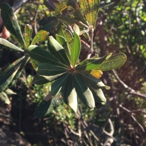 Banksia integrifolia subsp. integrifolia at North Tura - 11 May 2020 01:47 PM