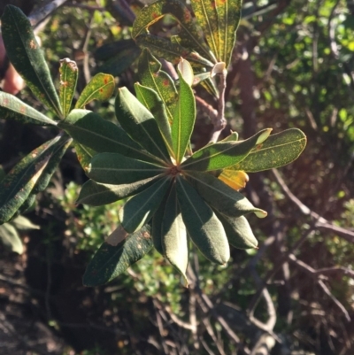 Banksia integrifolia subsp. integrifolia (Coast Banksia) at Tura Beach, NSW - 11 May 2020 by Carine