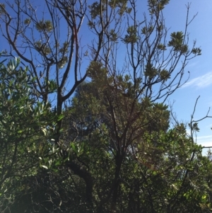 Banksia integrifolia subsp. integrifolia at North Tura - 11 May 2020