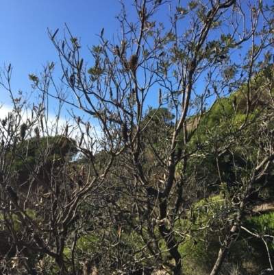 Banksia integrifolia subsp. integrifolia (Coast Banksia) at North Tura - 11 May 2020 by Carine