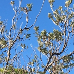 Banksia integrifolia subsp. integrifolia at Tura Beach, NSW - 11 May 2020 01:29 PM