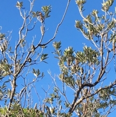 Banksia integrifolia subsp. integrifolia at Tura Beach, NSW - 11 May 2020