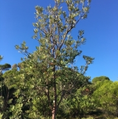 Banksia integrifolia subsp. integrifolia (Coast Banksia) at North Tura - 11 May 2020 by Carine