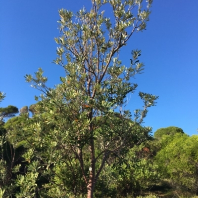 Banksia integrifolia subsp. integrifolia (Coast Banksia) at Tura Beach, NSW - 11 May 2020 by Carine