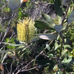 Banksia integrifolia subsp. integrifolia at North Tura - 11 May 2020 01:24 PM