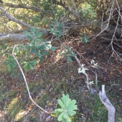 Banksia integrifolia subsp. integrifolia (Coast Banksia) at North Tura Coastal Reserve - 11 May 2020 by Carine