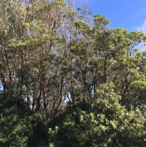 Banksia integrifolia subsp. integrifolia at Tura Beach, NSW - 11 May 2020