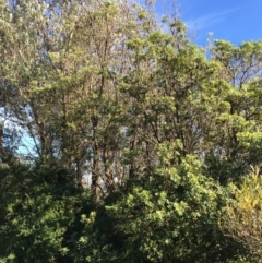 Banksia integrifolia subsp. integrifolia at Tura Beach, NSW - 11 May 2020