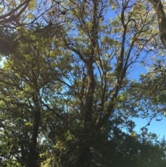 Banksia integrifolia subsp. integrifolia (Coast Banksia) at North Tura Coastal Reserve - 11 May 2020 by Carine