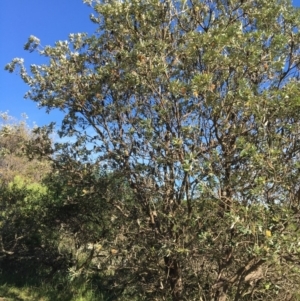 Banksia integrifolia subsp. integrifolia at North Tura - 11 May 2020