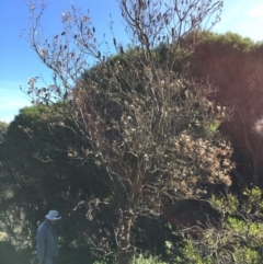 Banksia integrifolia subsp. integrifolia (Coast Banksia) at North Tura Coastal Reserve - 11 May 2020 by Carine