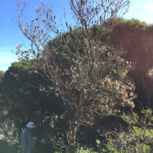 Banksia integrifolia subsp. integrifolia at Tura Beach, NSW - 11 May 2020