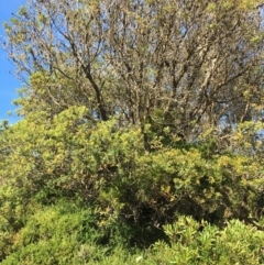 Banksia integrifolia subsp. integrifolia (Coast Banksia) at North Tura Coastal Reserve - 11 May 2020 by Carine