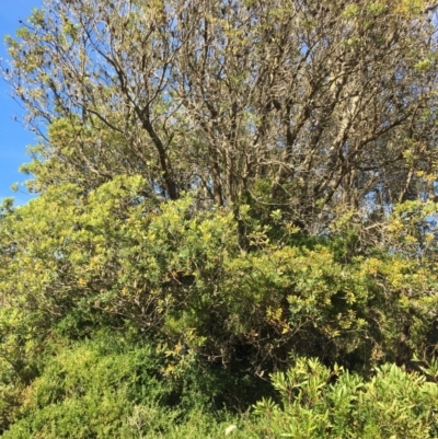 Banksia integrifolia subsp. integrifolia (Coast Banksia) at Tura Beach, NSW - 11 May 2020 by Carine