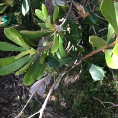 Banksia integrifolia subsp. integrifolia (Coast Banksia) at North Tura Coastal Reserve - 11 May 2020 by Carine