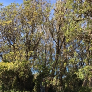 Banksia integrifolia subsp. integrifolia at Tura Beach, NSW - 11 May 2020