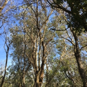 Banksia integrifolia subsp. integrifolia at North Tura - 11 May 2020