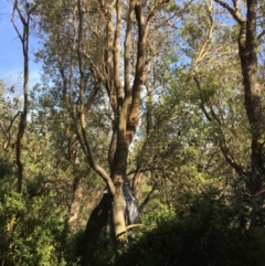 Banksia integrifolia subsp. integrifolia at North Tura - 11 May 2020