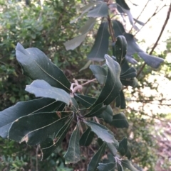 Banksia integrifolia subsp. integrifolia at North Tura - 11 May 2020 03:38 PM