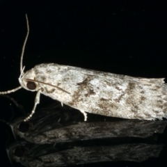 Philobota philostaura at Ainslie, ACT - 28 Nov 2019 11:33 PM