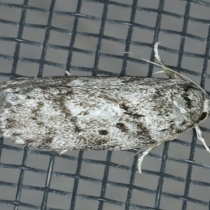 Philobota philostaura at Ainslie, ACT - 28 Nov 2019