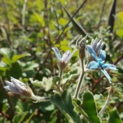 Oxypetalum coeruleum (Tweedia or Southern Star) at Isaacs Ridge - 12 May 2020 by Mike