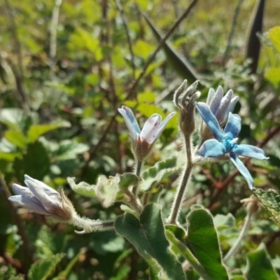 Oxypetalum coeruleum (Tweedia or Southern Star) at Isaacs Ridge - 12 May 2020 by Mike