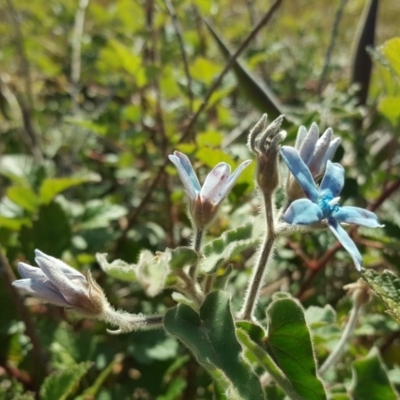 Oxypetalum coeruleum (Tweedia or Southern Star) at Isaacs, ACT - 11 May 2020 by Mike