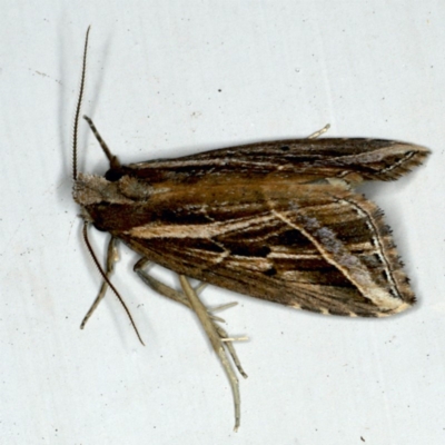 Lophotoma diagrapha (Double-line Snout Moth) at Ainslie, ACT - 28 Nov 2019 by jb2602