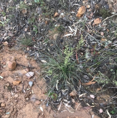 Cymbopogon refractus (Barbed-wire Grass) at Mount Jerrabomberra - 10 May 2020 by roachie