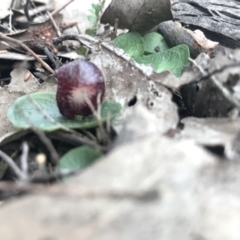 Corysanthes hispida (Bristly Helmet Orchid) at Mount Jerrabomberra QP - 10 May 2020 by roachie