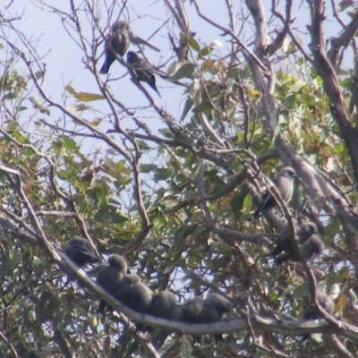 Artamus cyanopterus cyanopterus (Dusky Woodswallow) at Tennent, ACT - 28 Apr 2020 by MichaelMulvaney