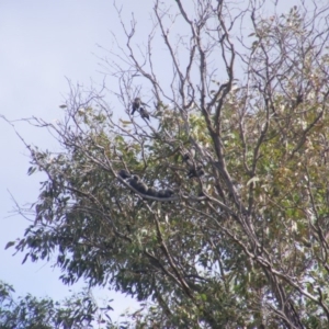 Artamus cyanopterus at Tennent, ACT - 28 Apr 2020