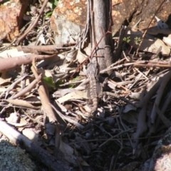 Pogona barbata (Eastern Bearded Dragon) at Red Hill Nature Reserve - 3 May 2020 by MichaelMulvaney