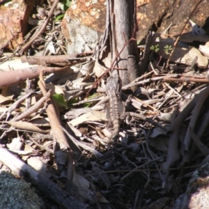 Pogona barbata at Deakin, ACT - suppressed