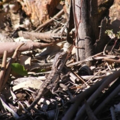 Pogona barbata at Deakin, ACT - suppressed