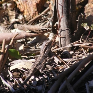 Pogona barbata at Deakin, ACT - suppressed