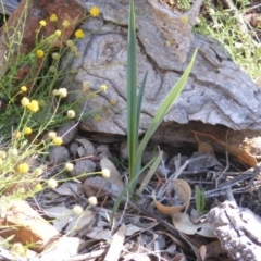 Dianella sp. aff. longifolia (Benambra) (Pale Flax Lily, Blue Flax Lily) at Red Hill Nature Reserve - 3 May 2020 by MichaelMulvaney