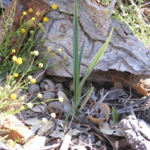 Dianella sp. aff. longifolia (Benambra) at Deakin, ACT - 3 May 2020
