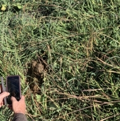 Lepus capensis (Brown Hare) at Curtin, ACT - 12 May 2020 by RAllen