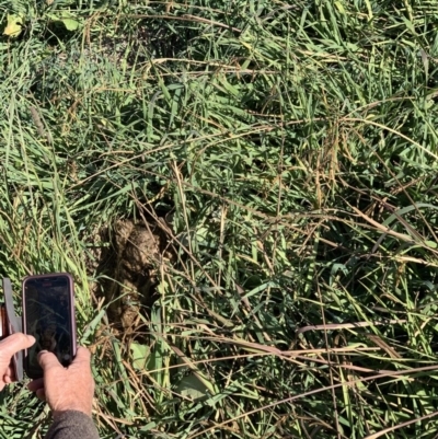 Lepus capensis (Brown Hare) at Curtin, ACT - 12 May 2020 by RAllen