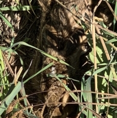 Lepus capensis at Curtin, ACT - 12 May 2020