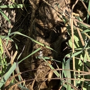 Lepus capensis at Curtin, ACT - 12 May 2020