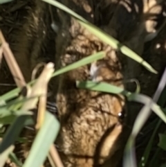 Lepus capensis at Curtin, ACT - 12 May 2020