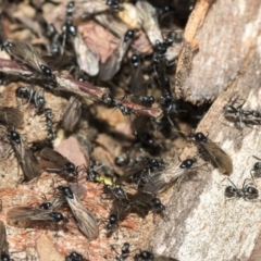 Iridomyrmex mayri at Gossan Hill - 5 May 2020 by AlisonMilton