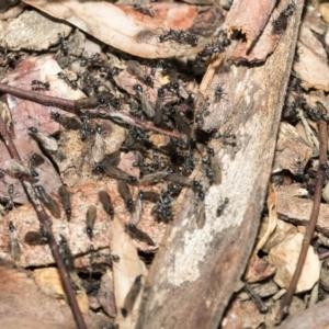 Iridomyrmex mayri at Bruce, ACT - 5 May 2020 01:10 PM