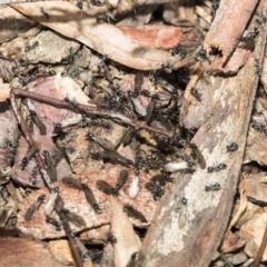 Iridomyrmex mayri at Bruce, ACT - 5 May 2020